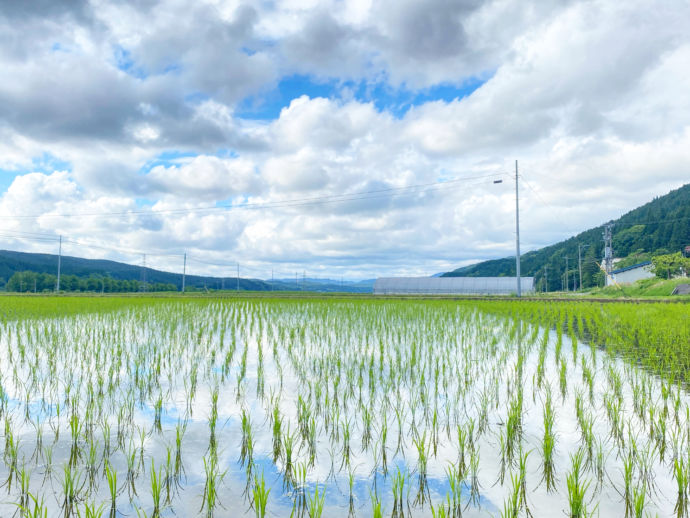 山形県庄内町の田んぼ