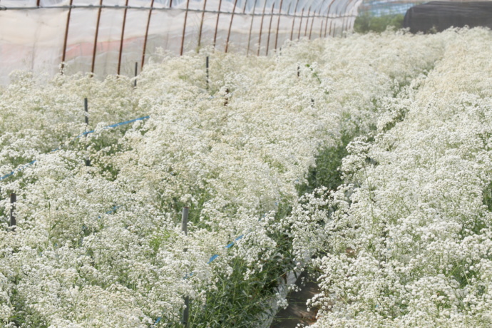 福島県昭和村の矢ノ原高原にあるかすみ草畑に咲く白いかすみ草