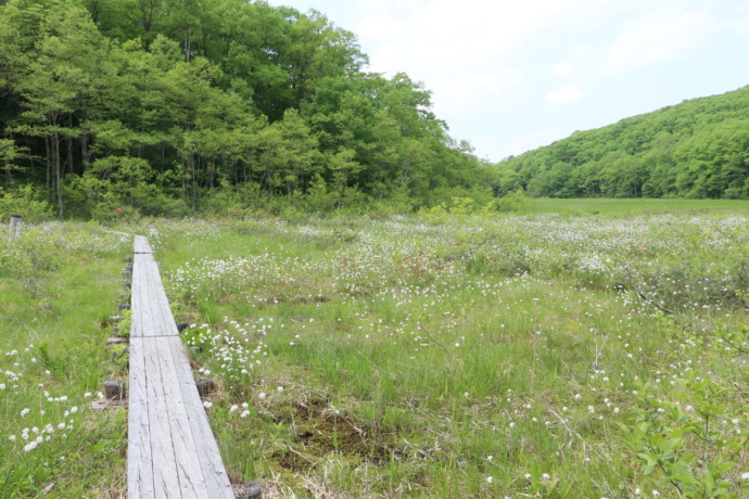 福島県昭和村にある矢ノ原湿原の夏の光景