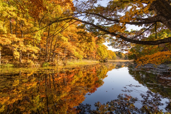 福島県昭和村にある矢ノ原湿原の紅葉