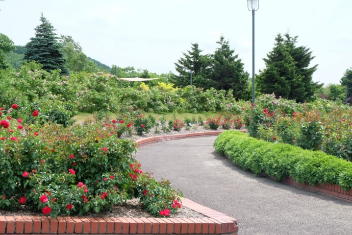 「いわみざわ公園」内にあるバラ園の様子