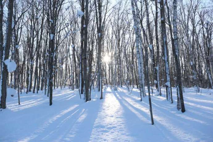 下川町の林に降り積もった雪景色