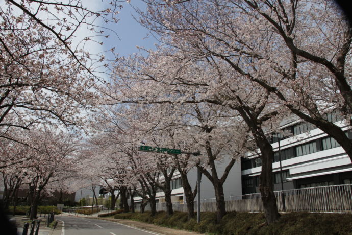 白井市役所付近の桜並木の写真