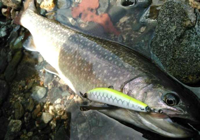 ベリーパークinフィッシュオン！鹿留で釣ったイワナ