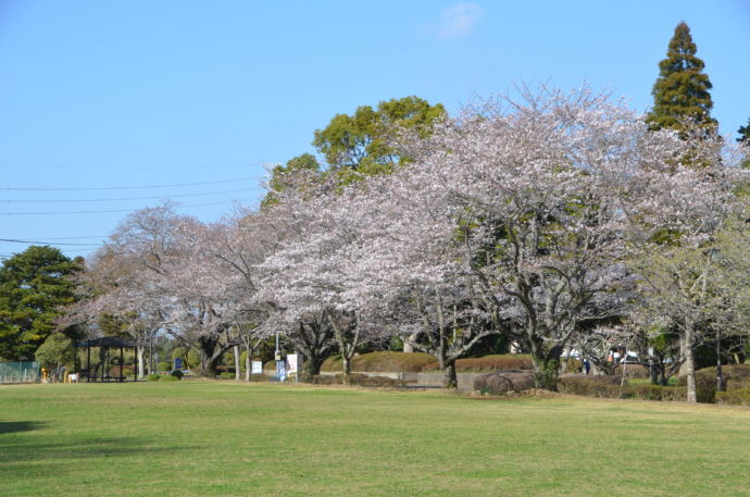 酒々井町にある酒々井総合公園に咲く桜の写真