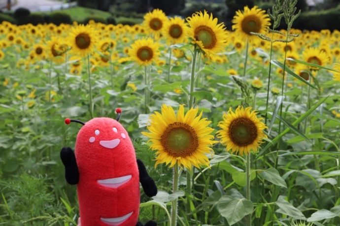 鹿児島県曽於市のひまわり畑