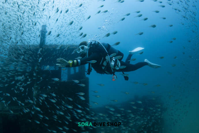 SORA DIVE SHOPのライセンス取得コースで楽しめる魚との触れ合い