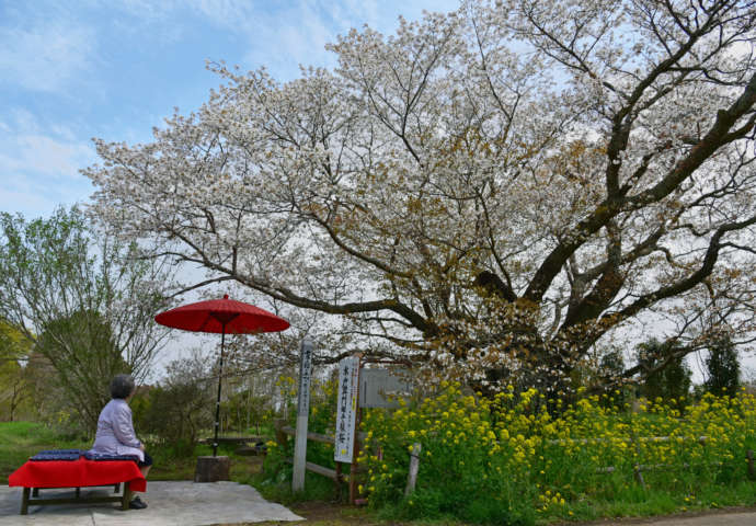 黄門桜