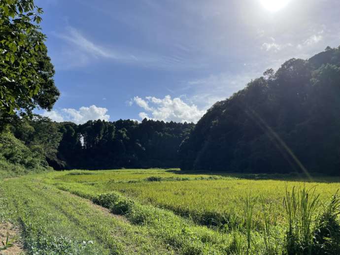 里山の風景