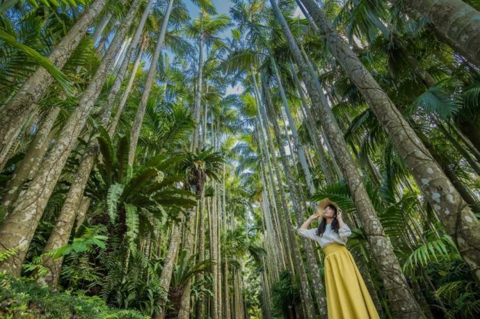 東南植物楽園のユスラヤシ並木