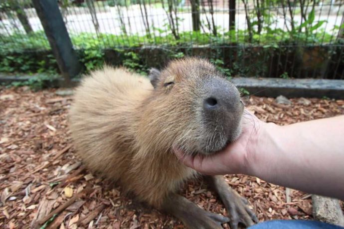 東南植物楽園のカピバラ