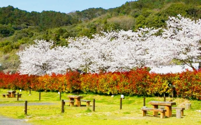 道の駅大和オートキャンプ場の桜の季節