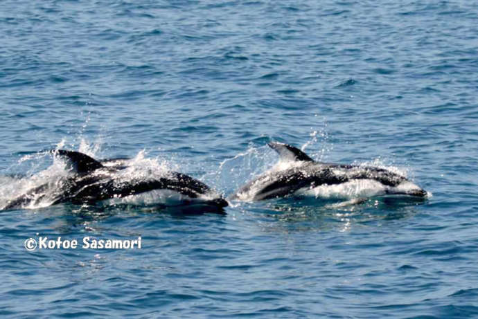 穏やかな海とカマイルカ