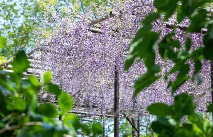 救馬溪観音の境内にある藤棚