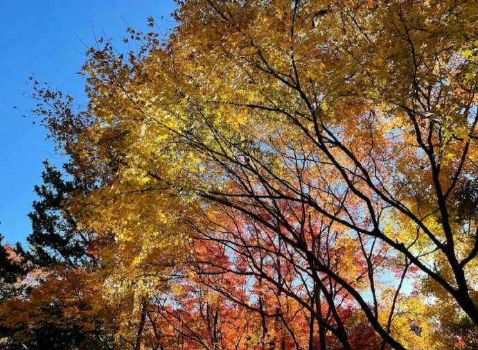 救馬溪観音の秋の紅葉の様子