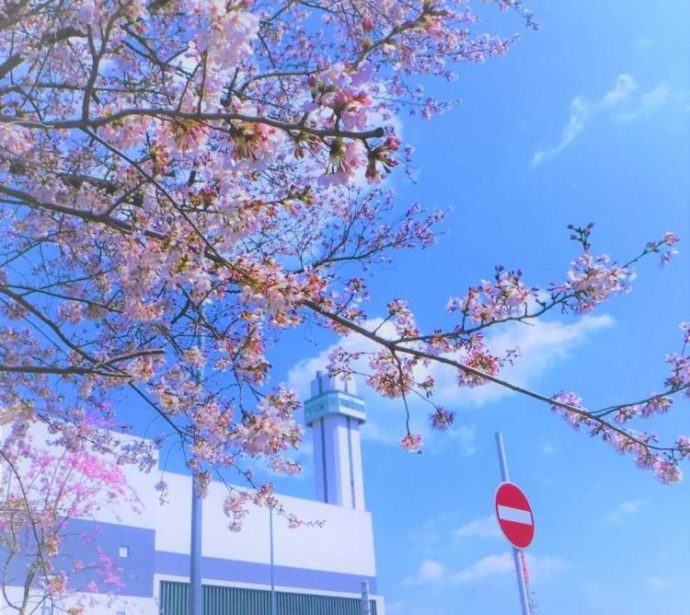 さすてな京都の敷地内に咲いている桜と建物外観