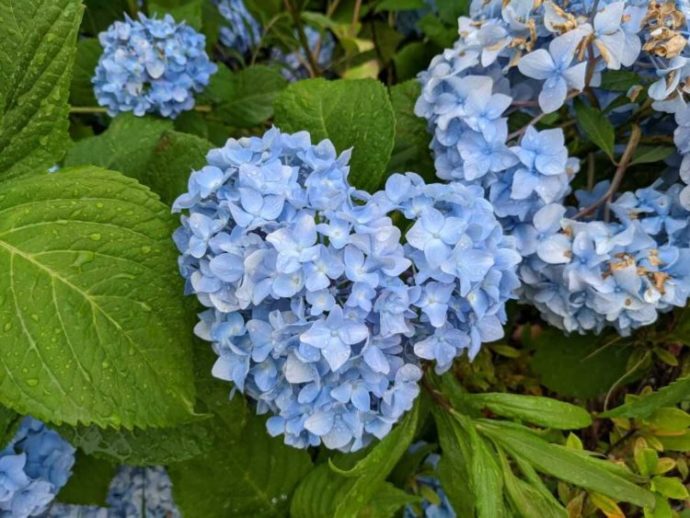 さすてな京都の敷地内に咲いているハート型のアジサイ