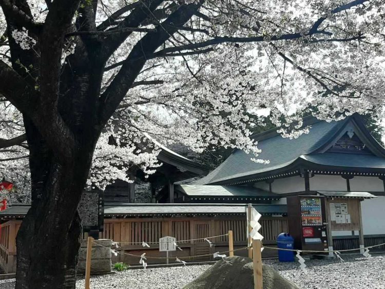 茨城県結城市にある結城諏訪神社では桜が満開