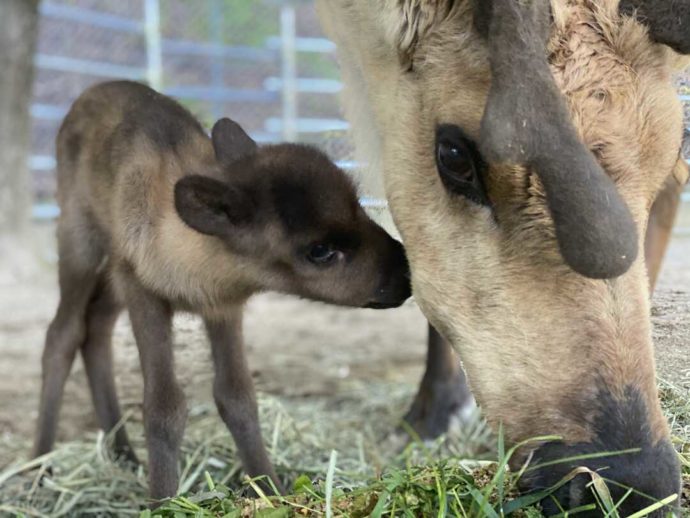 長野県須坂市にある「須坂市動物園」で誕生したトナカイ