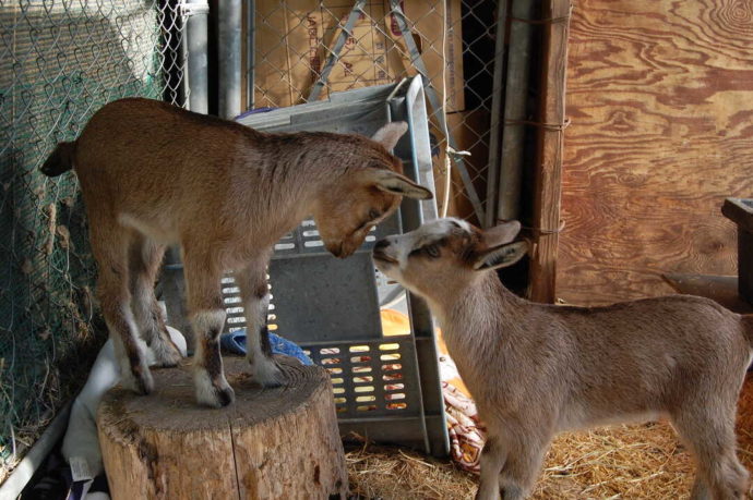 長野県須坂市にある「須坂市動物園」の代表動物選挙に参加したトカラヤギ