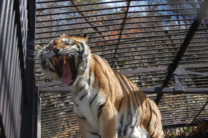 長野県須坂市にある「須坂市動物園」の獣舎で暮らすベンガルトラ