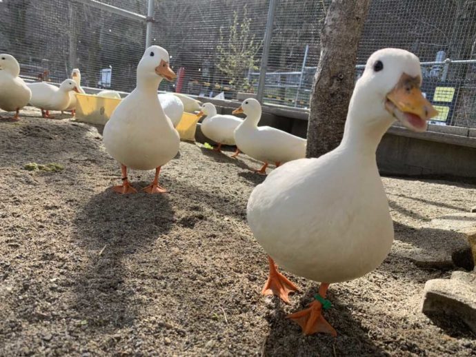 長野県須坂市にある「須坂市動物園」のコールダック