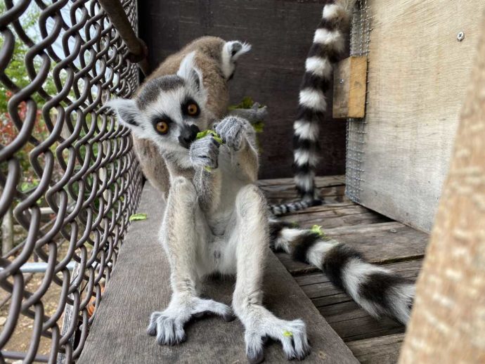 長野県須坂市にある「須坂市動物園」のワオキツネザル