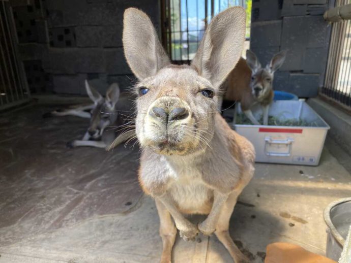 長野県須坂市にある「須坂市動物園」のアカカンガルー