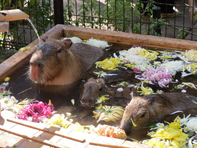 長野県須坂市にある「須坂市動物園」のカピバラ