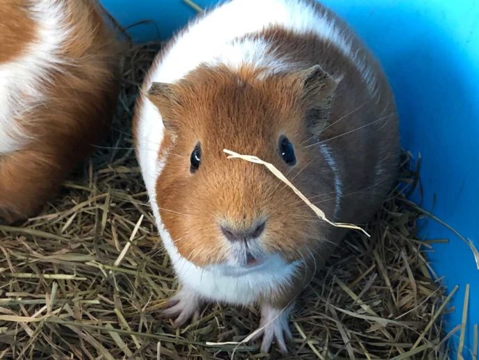 長野県須坂市にある「須坂市動物園」のモルモット