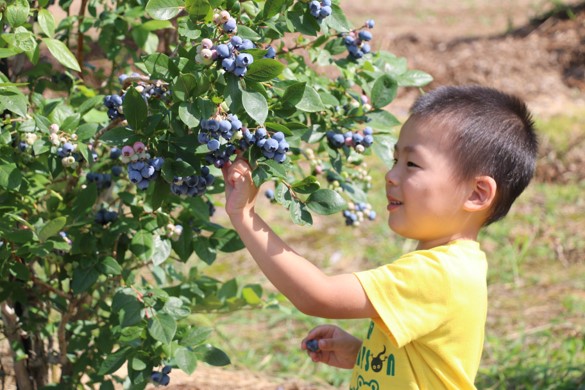 月山高原鈴木農園のブルーベリー狩りについて