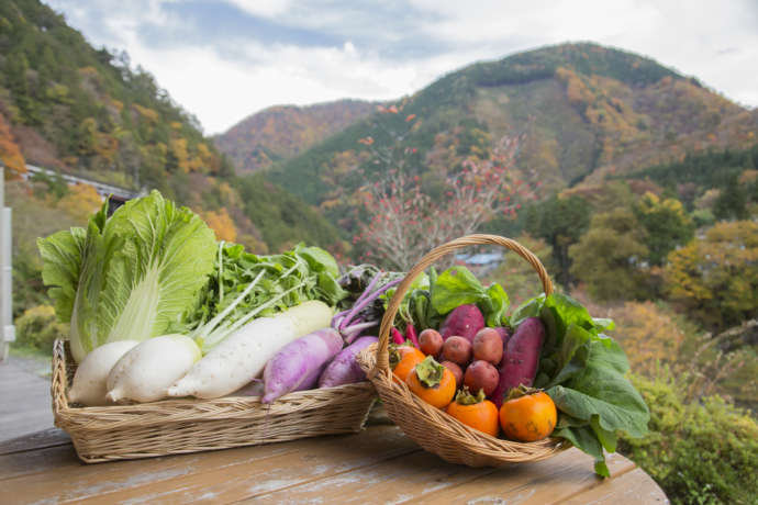 丹波山村の採れたて野菜