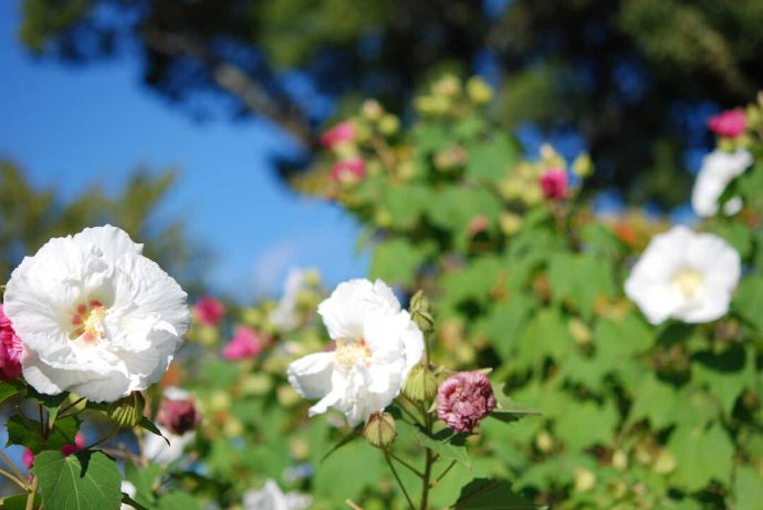 橘寺の酔芙蓉