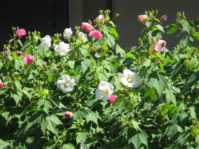 酔芙蓉が咲く秋の橘寺