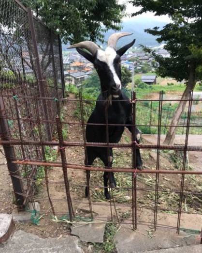 栃木県佐野市にある「賀茂別雷神社」で飼っているヤギ