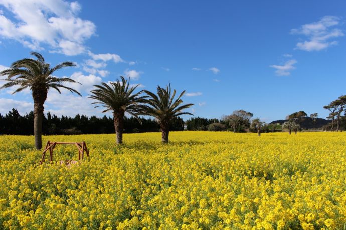 愛知県田原市のヤシの木と菜の花