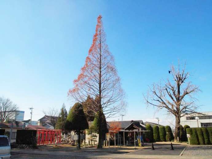 寶雲山泰岳寺の庭にあるメタセコイヤの木