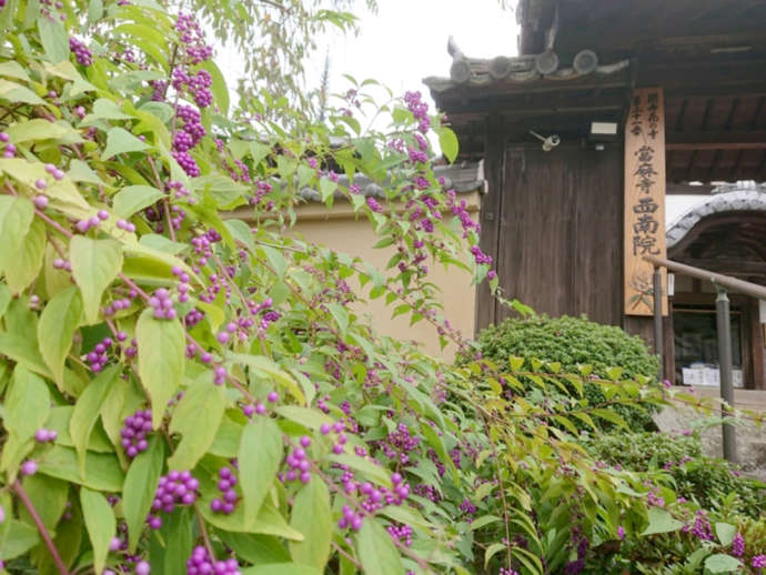 「當麻寺西南院」の門と実を付けたムラサキシキブ（秋）