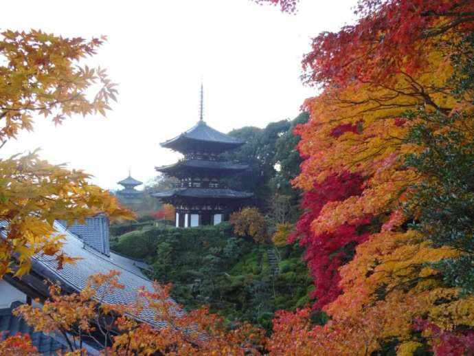 「當麻寺西南院」境内のみはらし台から眺める東西両塔と紅葉（秋）