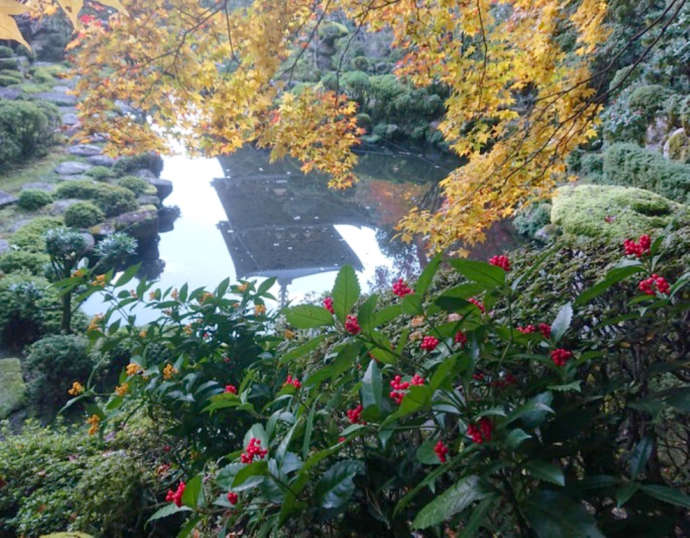 「當麻寺西南院」庭園の実を付けたセンリョウと池に映る西塔