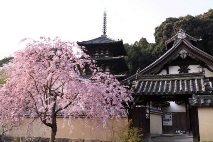 「當麻寺西南院」の門と開花した枝垂れ桜（春）