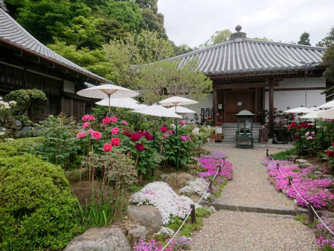 「當麻寺西南院」の本堂正面と境内の花々（春）