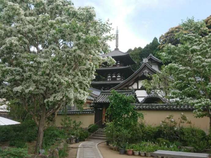 「當麻寺西南院」の全景と開花したナンジャモンジャの木（春）