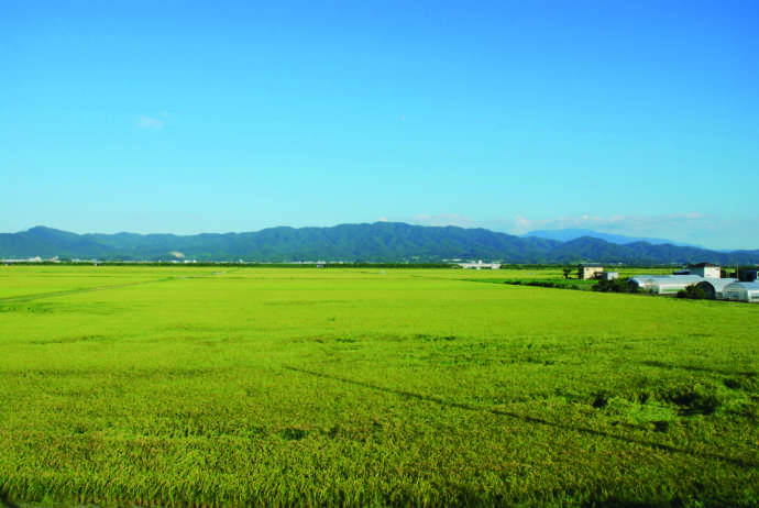 胎内市の田んぼの様子