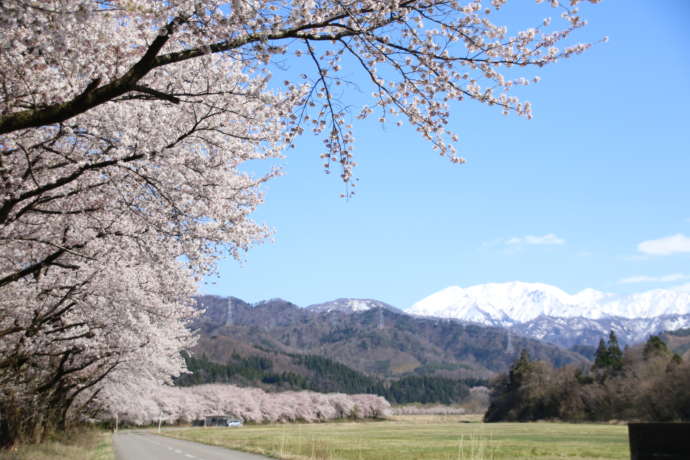 胎内川に咲く千本桜