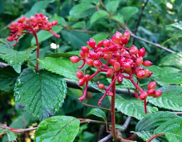 兵庫県美方郡香美町にある「たじま高原植物園」のヤブデマリ