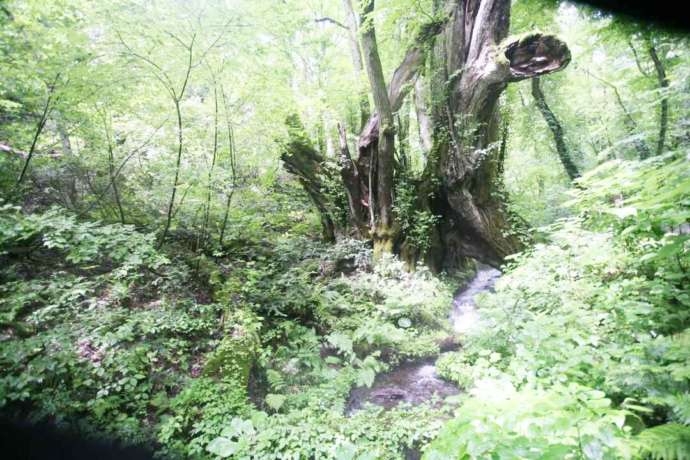 兵庫県美方郡香美町の「たじま高原植物園」にある和池の大桂