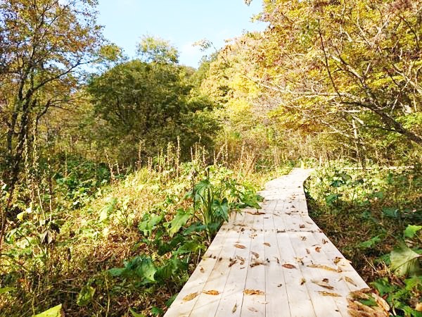 兵庫県美方郡香美町の「たじま高原植物園」にある遊歩道