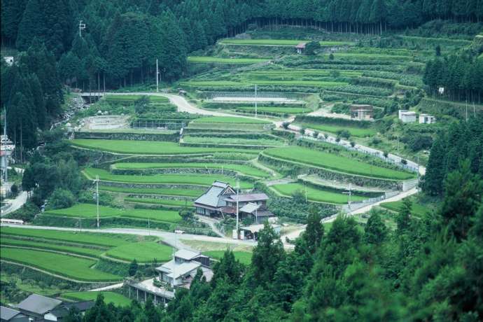 岩座神の棚田