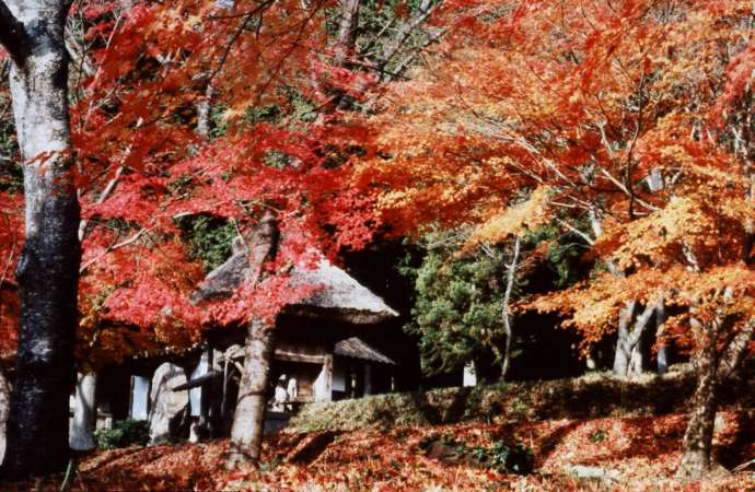 真っ赤に色づいた紅葉